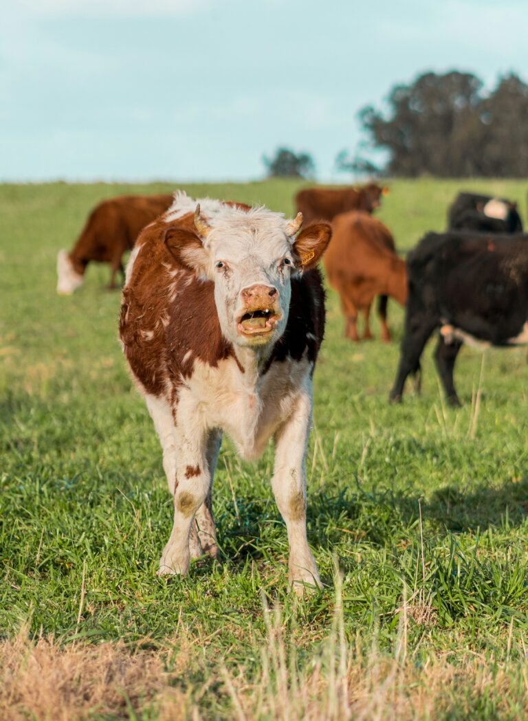 a brown and white cow standing on top of a lush green field